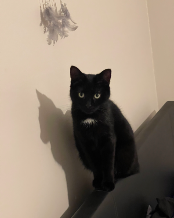 Found Cat - Market Weighton