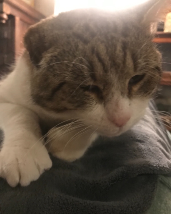 Missing Cat - North Walsham