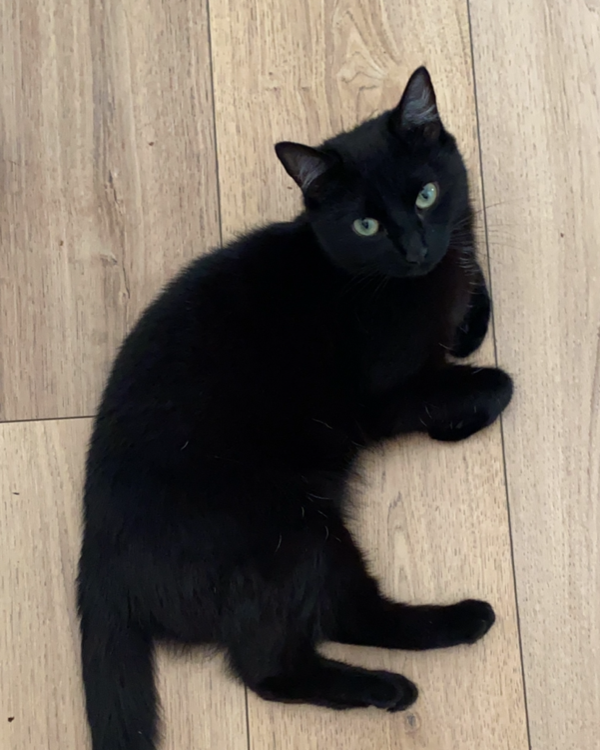 Missing Cat - Ripon