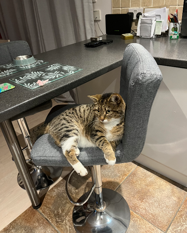 Missing Cat - Yeovil