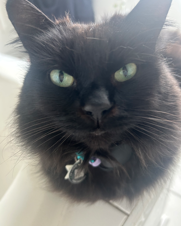 Missing Cat - Sutton