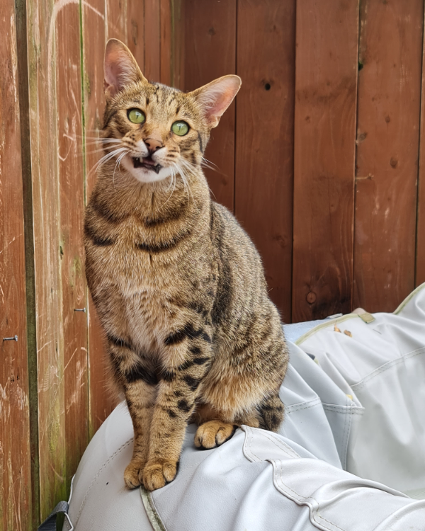 Missing Cat - Newtownabbey