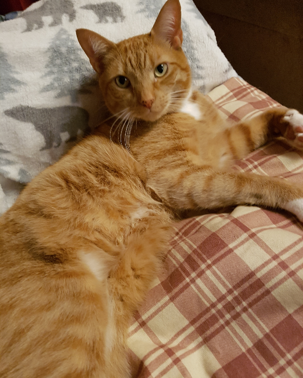 Found Cat - Rickinghall