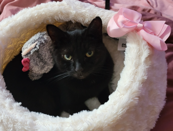 Missing Cat - Ingoldmells