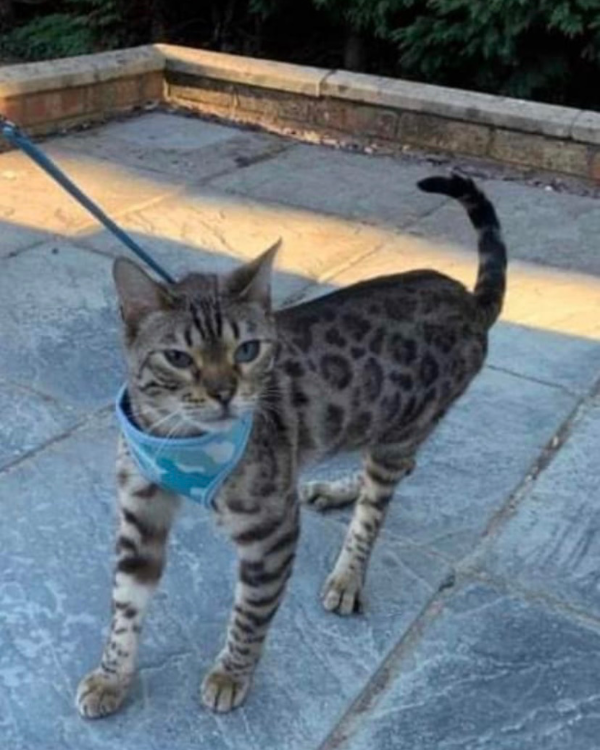 Missing Cat - Boston