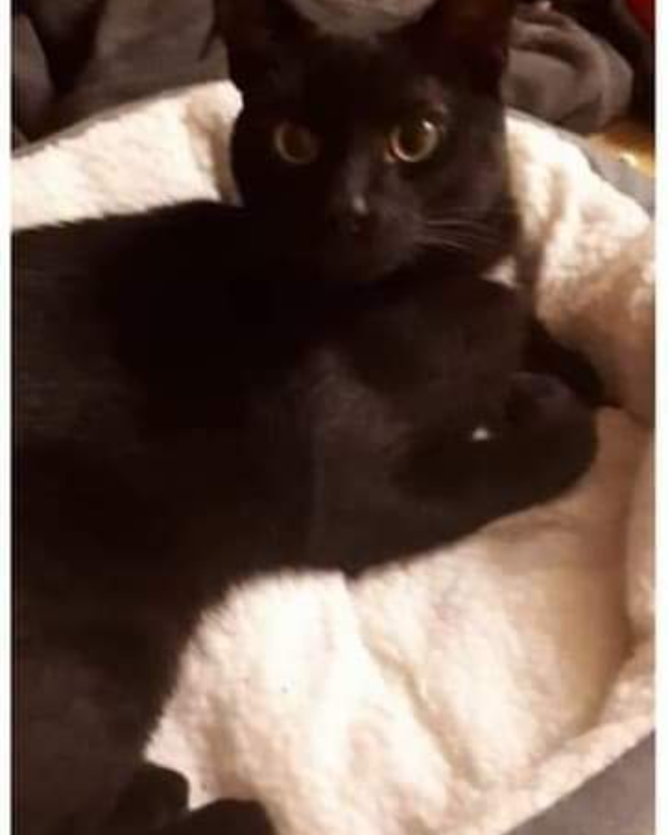 Missing Cat - Coleraine