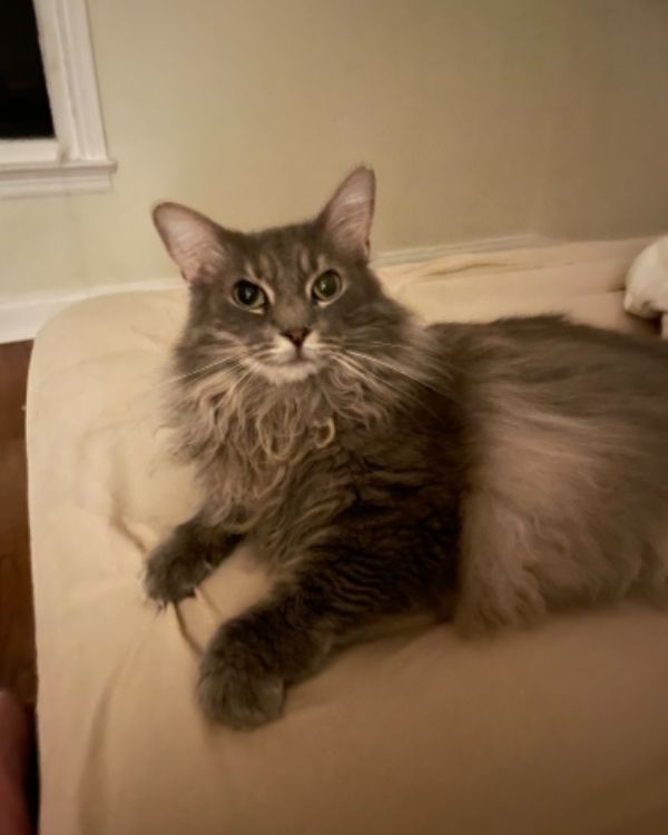 Found Cat - Morebattle