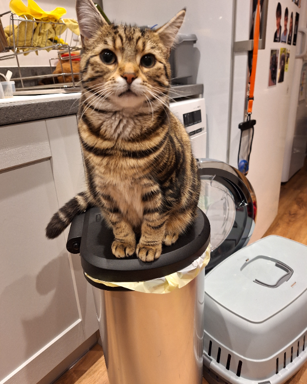 Missing Cat - Penrith