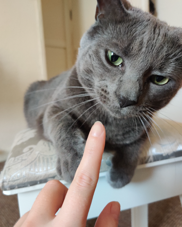 Missing Cat - Wyberton