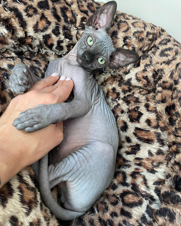 Missing Cat - Aberdeen