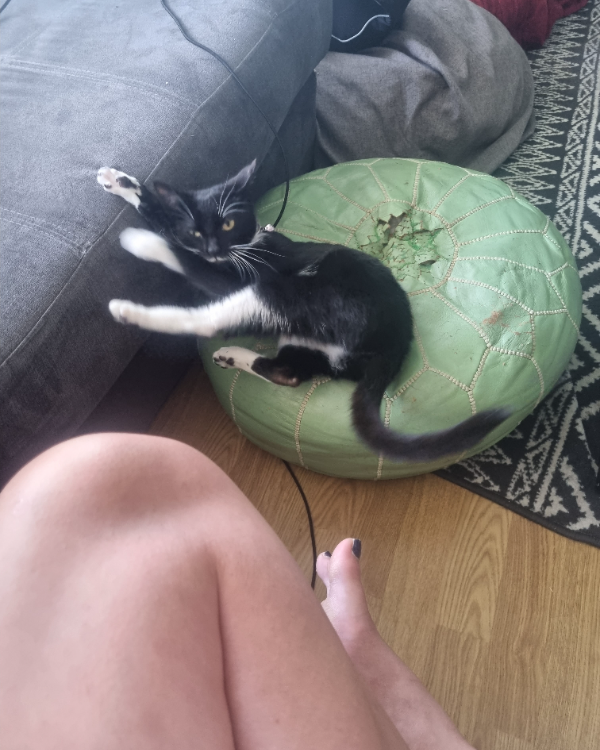 Found Cat - Trecastle