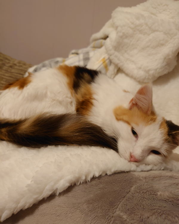 Missing Cat - Norton