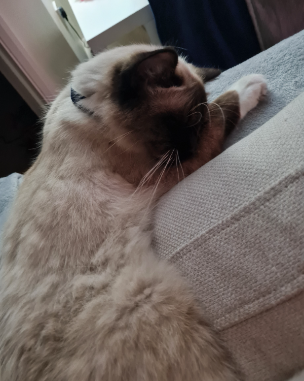 Missing Cat - West Tytherley