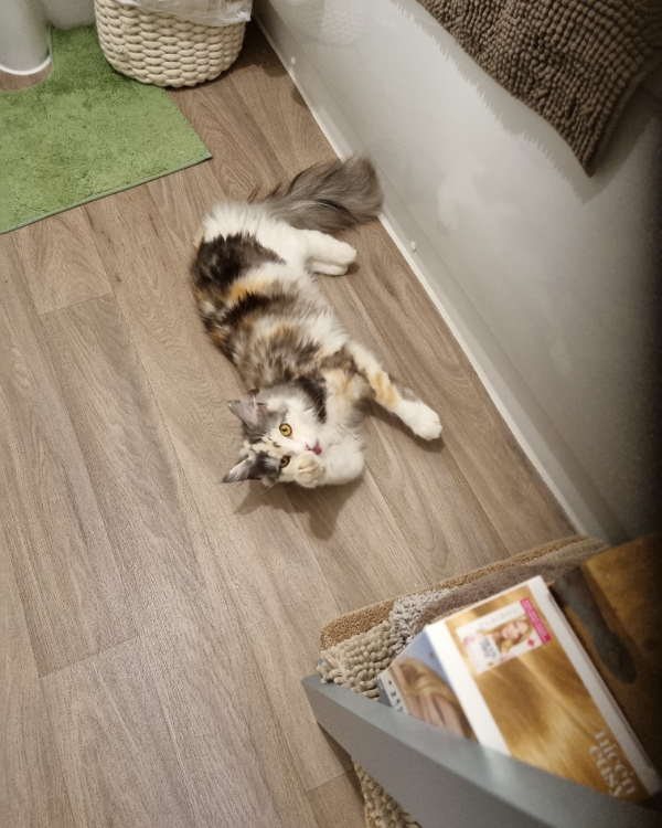 Found Cat - Marazion