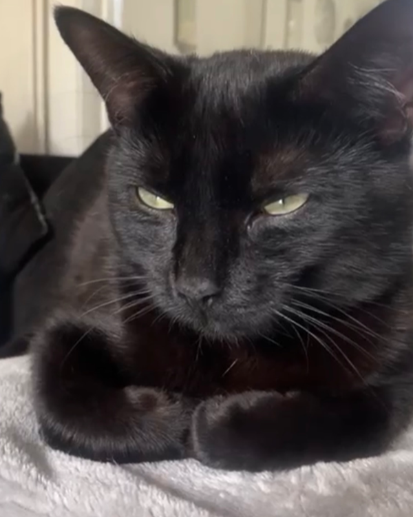 Found Cat - Willaston