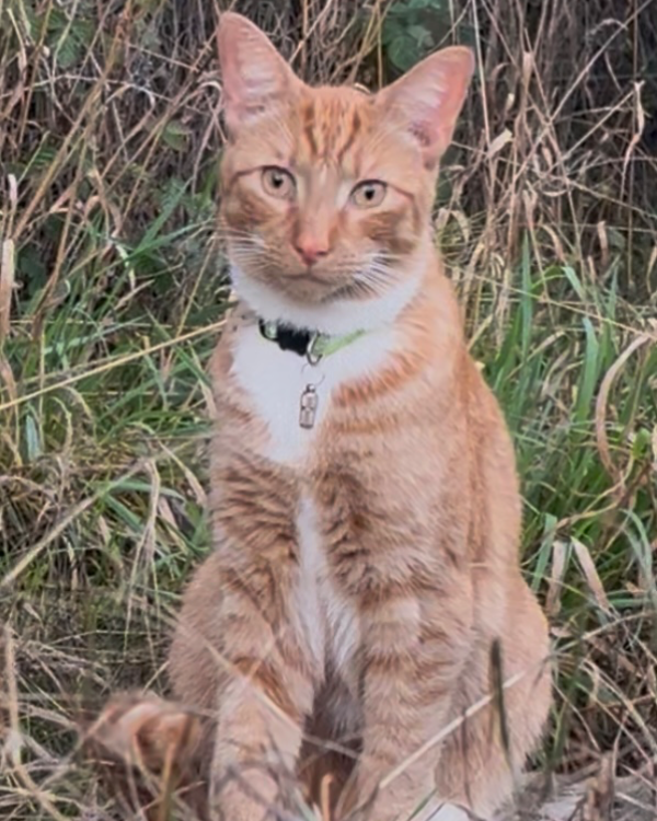 Missing Cat - Upminster