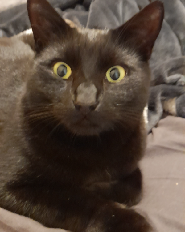 Missing Cat - Middlesbrough