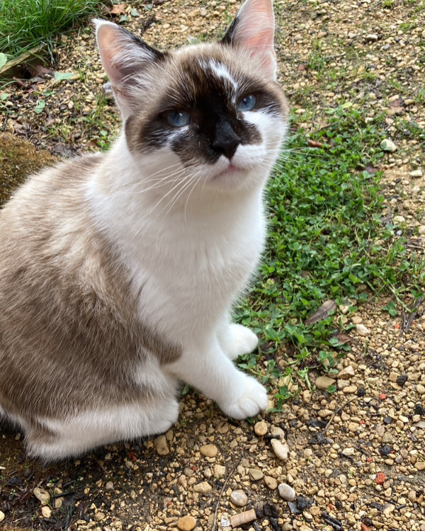 Missing Cat - East Knoyle