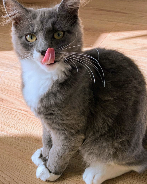 Missing Cat - Maesllyn