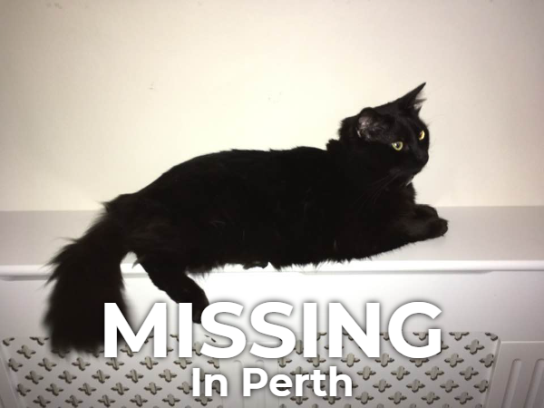 Missing Cat - Unknown