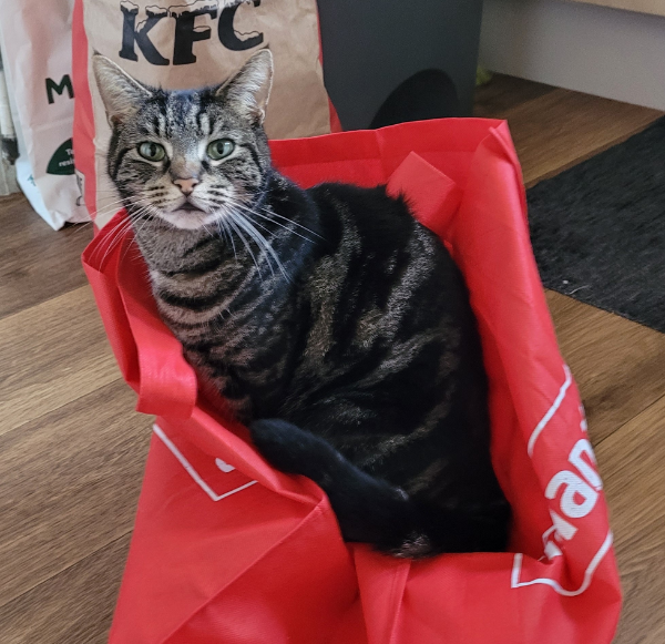 Found Cat - Springfield Gdns, Lowestoft