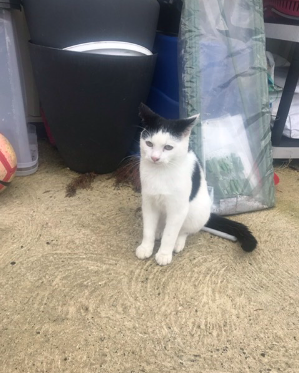 Missing Cat - Londonderry