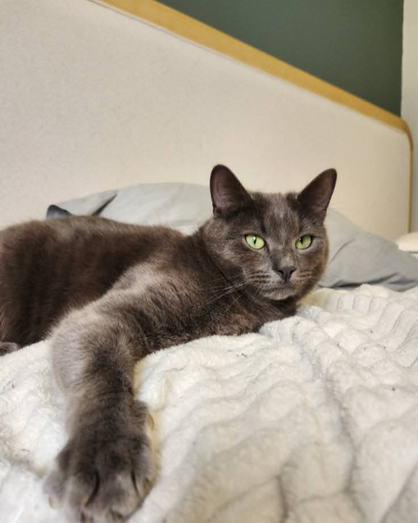 Missing Cat - Staithes