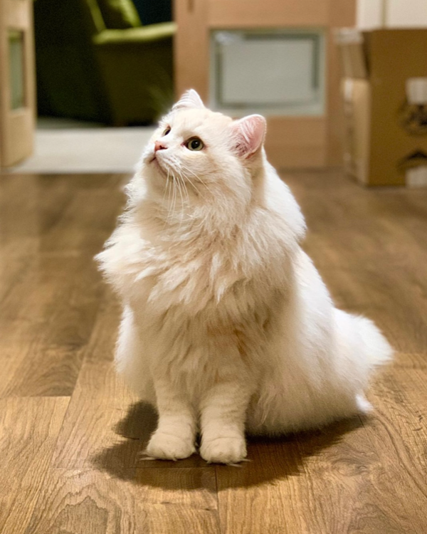 Found Cat - Harrogate