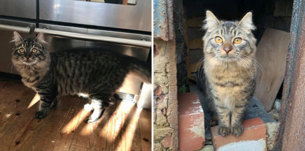 Missing Cat - Colyton