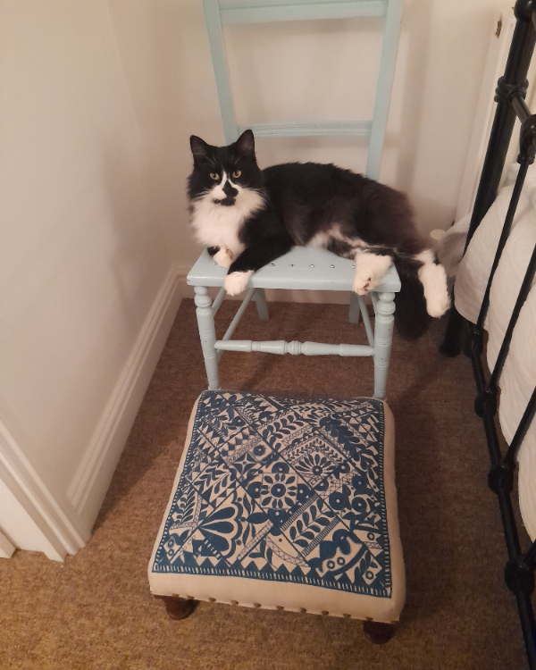 Missing Cat - Wenhaston