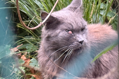 Missing Cat - London