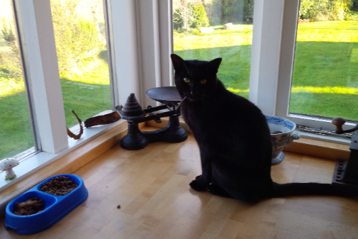 Found Cat - Haydon Bridge