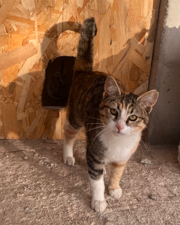 Missing Cat - Alcobaça