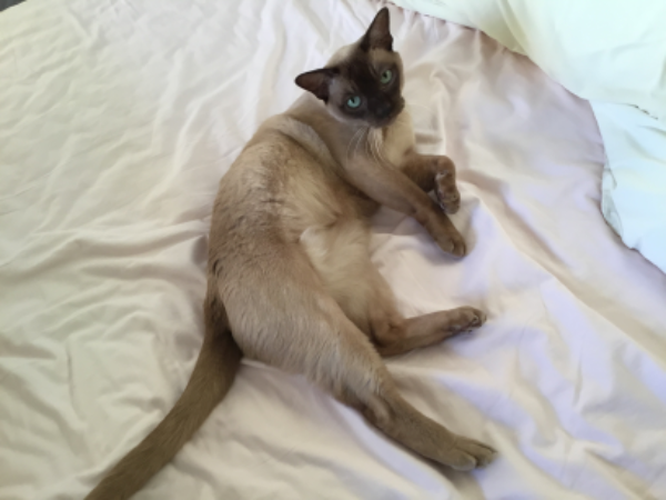 Found Cat - Mevagissey