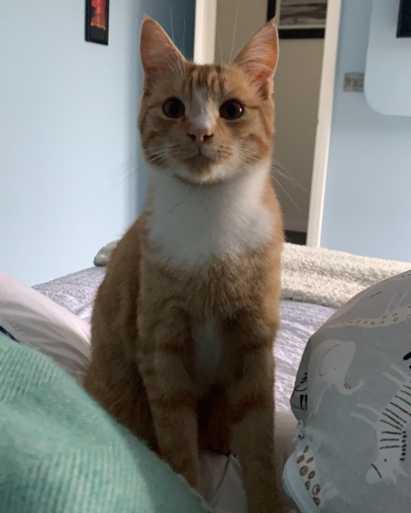 Missing Cat - Comber