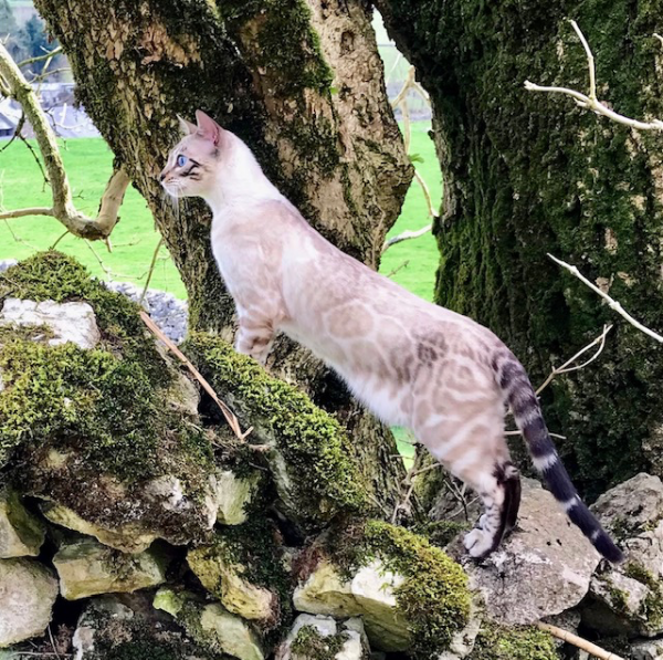 Missing Cat - Hutton Roof