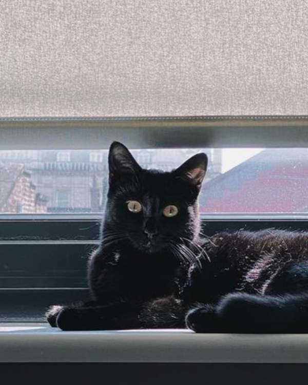 Missing Cat - Bangor