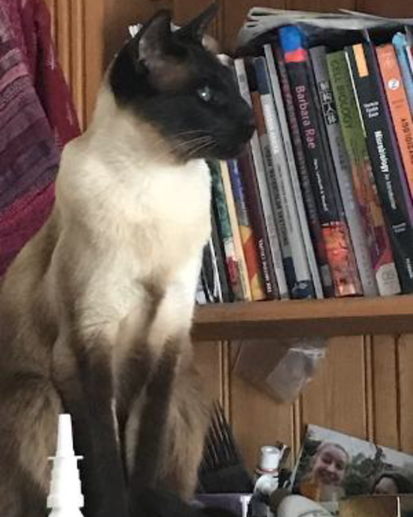 Missing Cat - Haydon Bridge