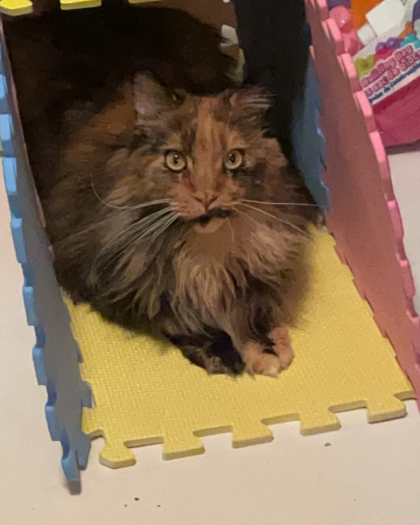 Missing Cat - Smithton