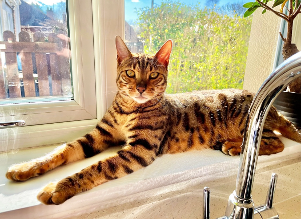 Missing Cat - Penyffordd