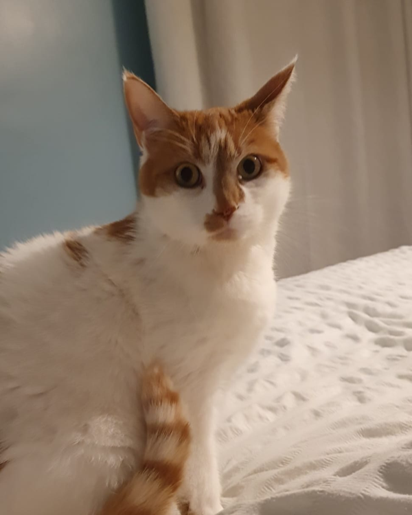 Missing Cat - Buckie