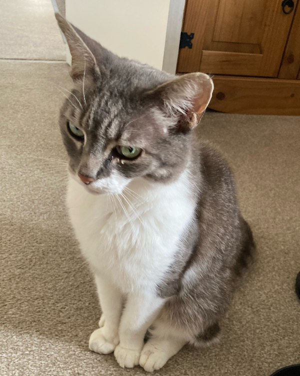 Found Cat - Littlemore, Oxford