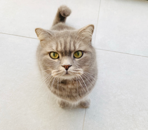 Missing Cat - Snettisham