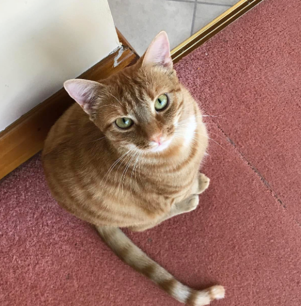 Missing Cat - Wells-next-the-Sea