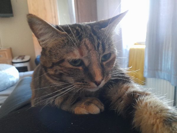 Missing Cat - Kidwelly