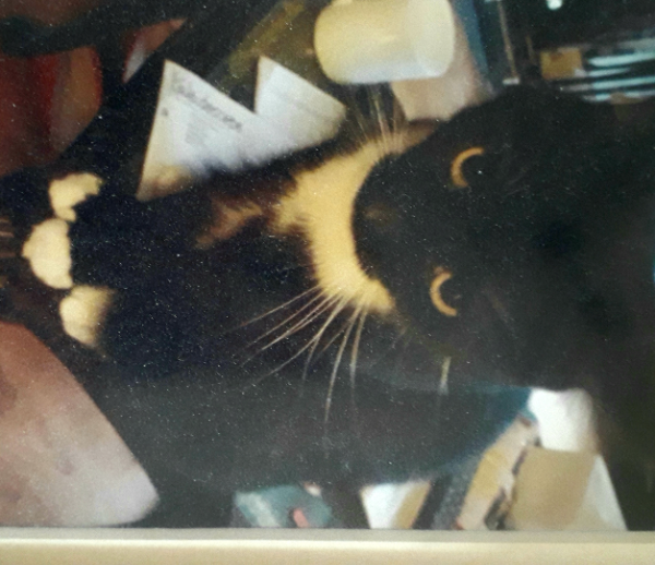 Missing Cat - Leominster