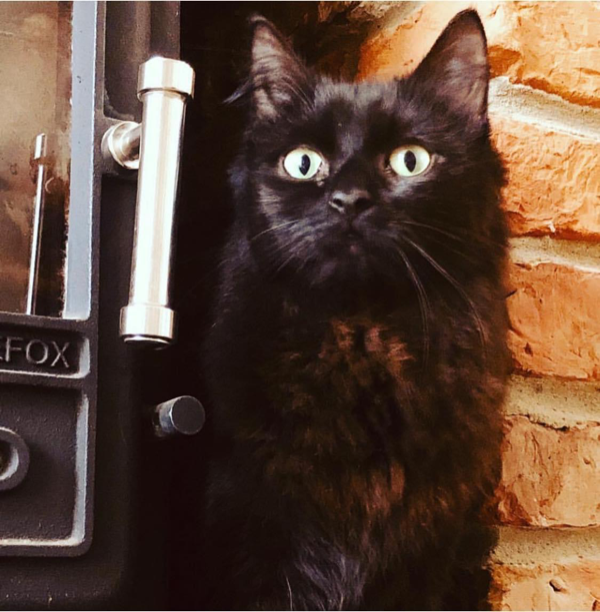 Missing Cat - Chopwell