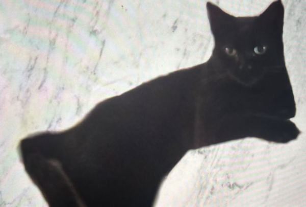 Missing Cat - Milford Haven
