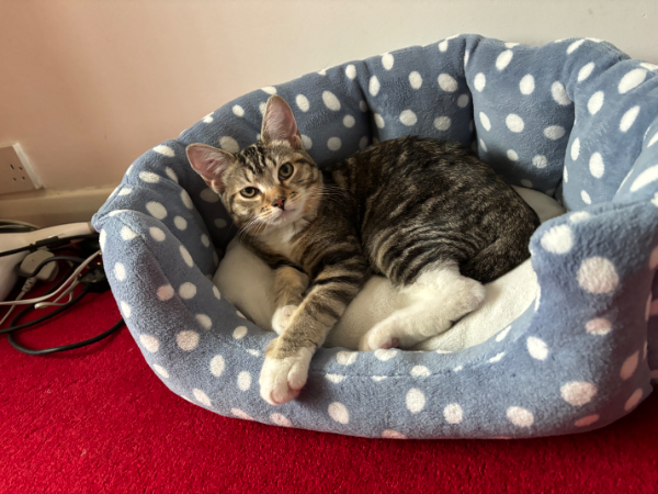 Missing Cat - Unknown