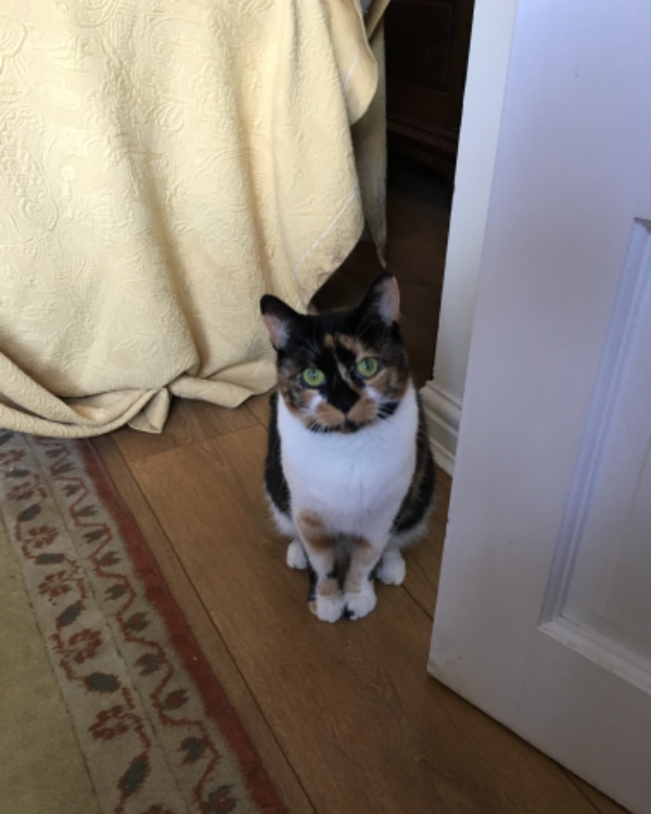 Missing Cat - Easingwold